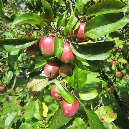 別荘 Deichgraf 86 Im Feriend Bachenbrock